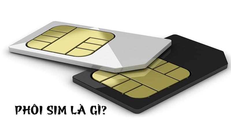Phôi sim là gì ?